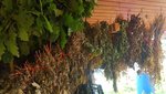 20180826_183226.jpg