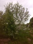 IMG_20160517_173106.jpg