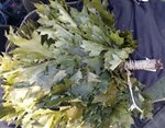 IMG_20170215_083544401+.jpg