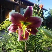 IMG_03072016_180603